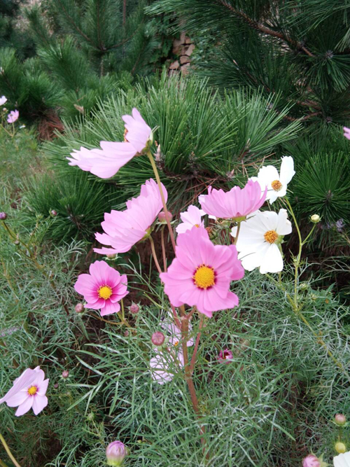 004-山花烂漫二.jpg